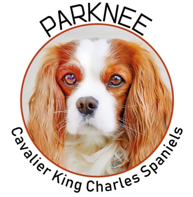 Parknee Cavalier King Charles Spaniels